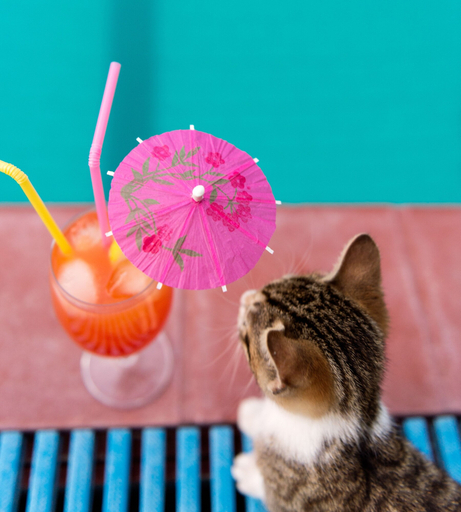 Food & Drinks 5, Terinikos Sunny Garden Hotel & Junior Suites, South Aegean