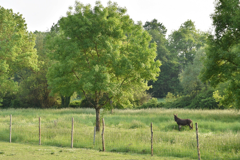 Others 5, Camping Le Petit Lion - Gites, Dordogne