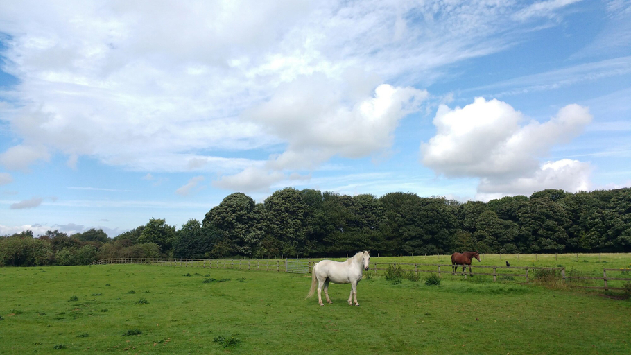 Others 5, Beech Hill B&B, Cheshire West and Chester