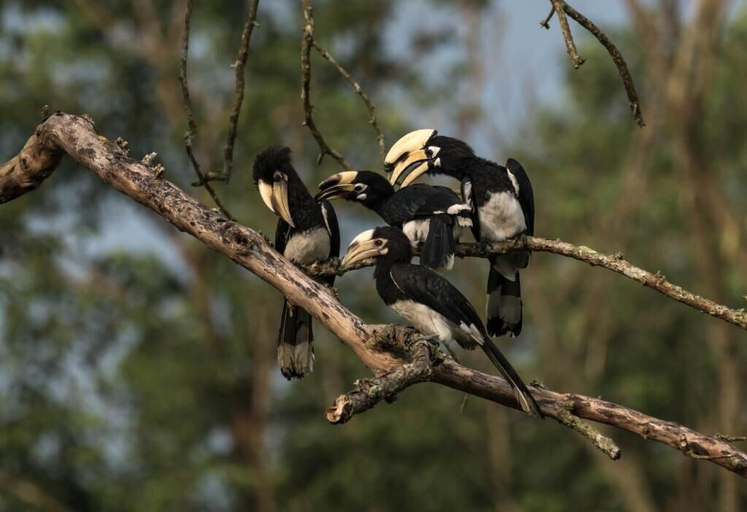 Others 5, Eden Jungle Resort, Narayani