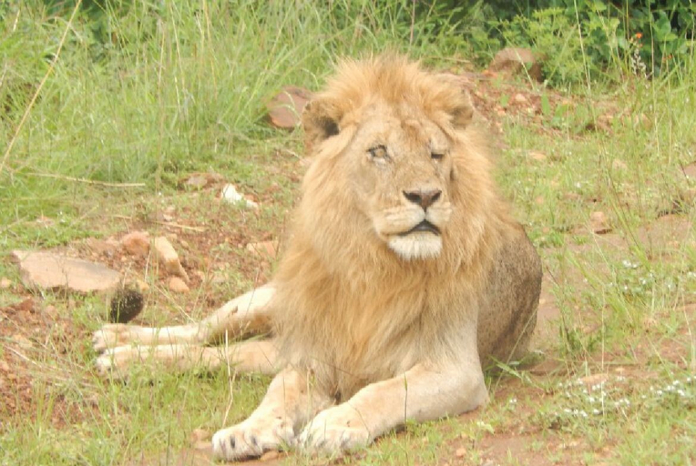 Others 5, Nalepomara Lodge, Kilgoris