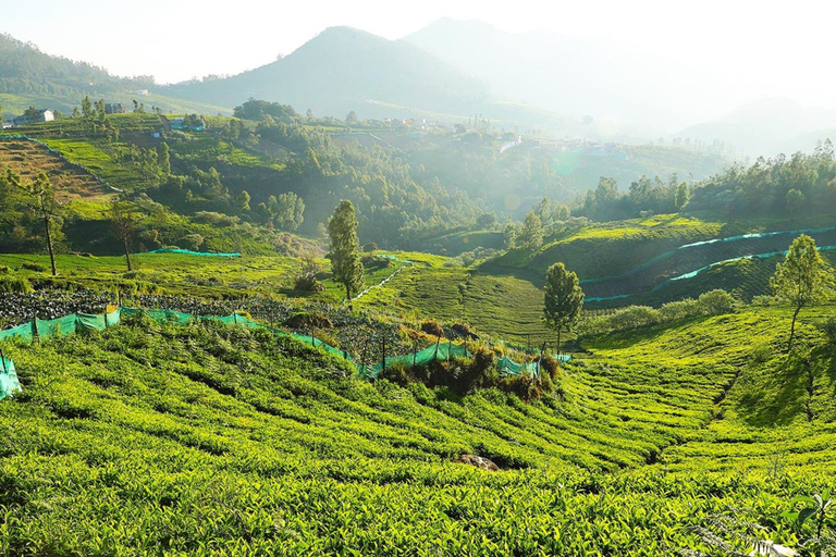 Others 1, Logan Camp Ooty, The Nilgiris