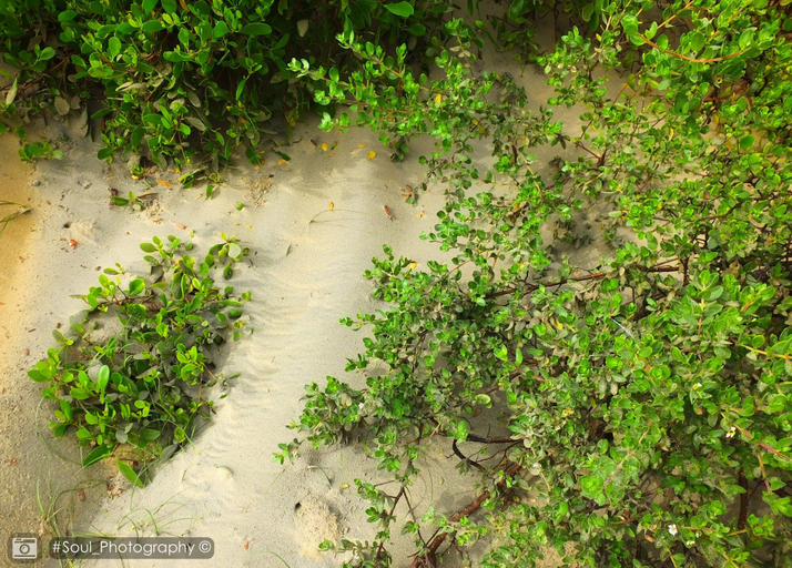 Others 5, Sands Kalpitiya By GLN, Kalpitiya