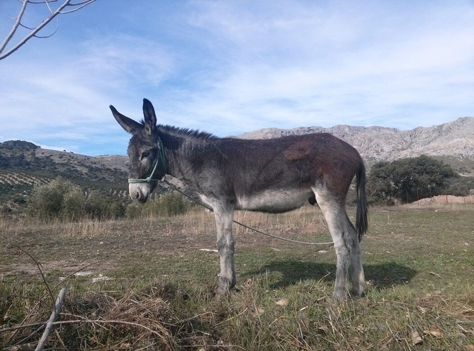 Others 5, Cortijo El Llano, Córdoba