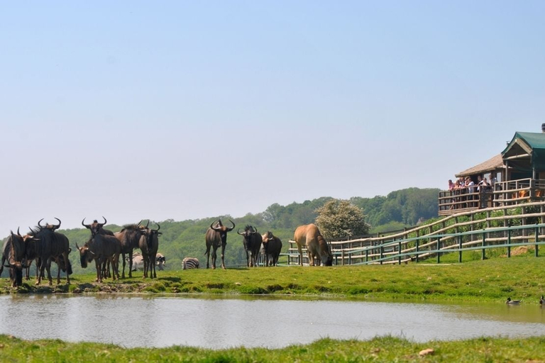 Others 5, Port Lympne Reserve - Livingstone Lodge, Kent