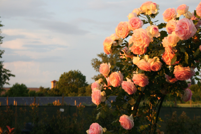 Others 5, Agriturismo Argaland, Parma