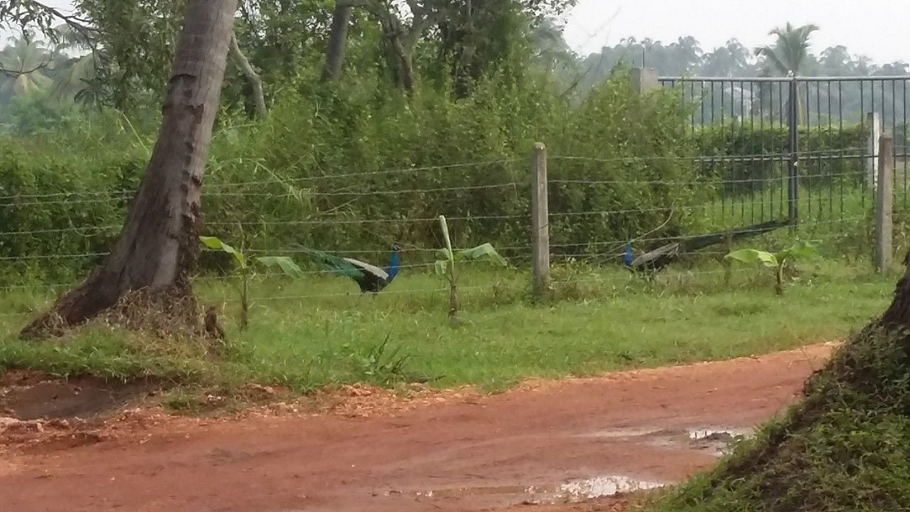 Others 4, Kamatha Resort, Thamankaduwa