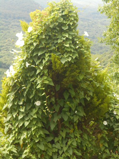 Mountain view 2, Split-level house in East Pelion, Thessaly