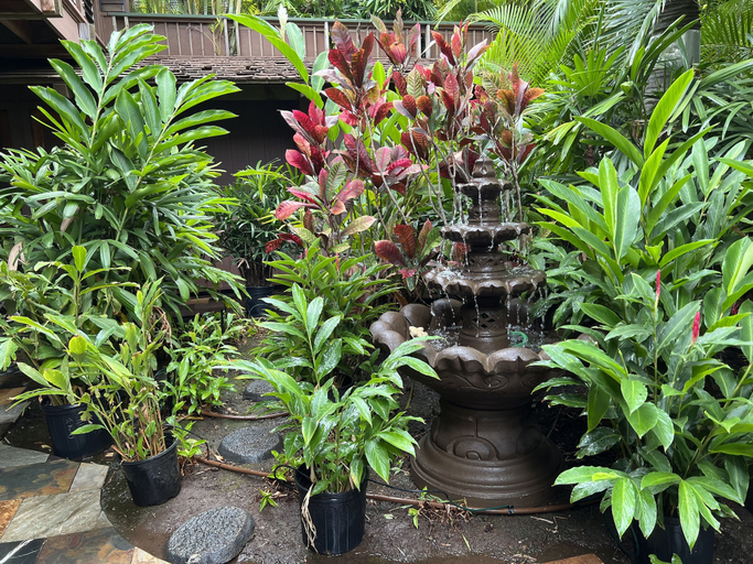 Others 5, Guava Suite, Maui