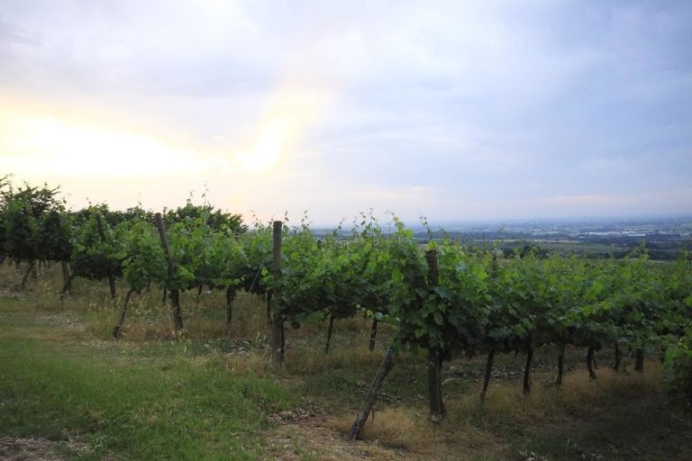 Others 4, Agriturismo Borgo delle Vigne, Bologna