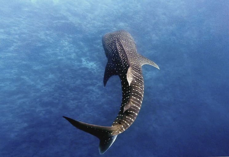 Others 4, Manta Reserve, Baa Atoll