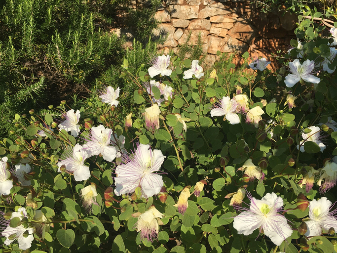 Garden 3, Borgo Fiancoafianco, Brindisi