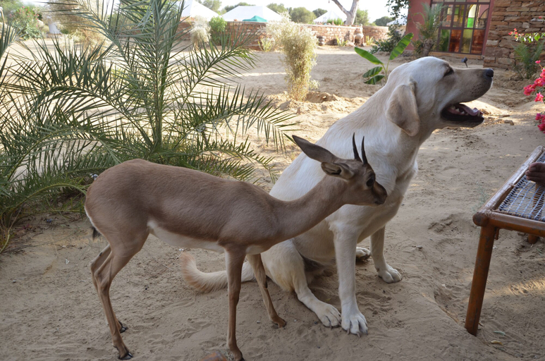 Others 5, Damodra Desert Camp, Jaisalmer