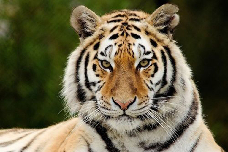 Others 4, Chitwan Safari Camp & Lodge, Narayani