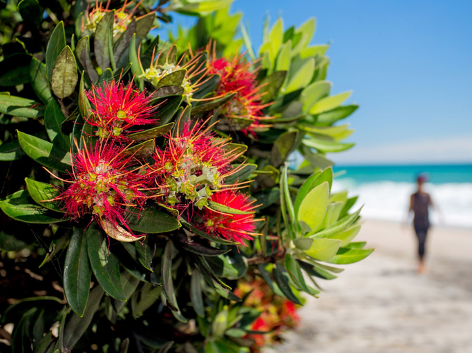 Others 5, Tasman Holiday Parks – Beachaven, Western Bay of Plenty