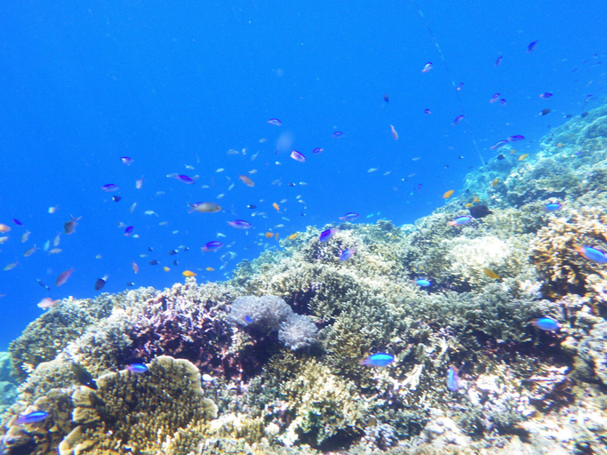 Others 5, MDF Beach Resort And Day Tours, Samboan