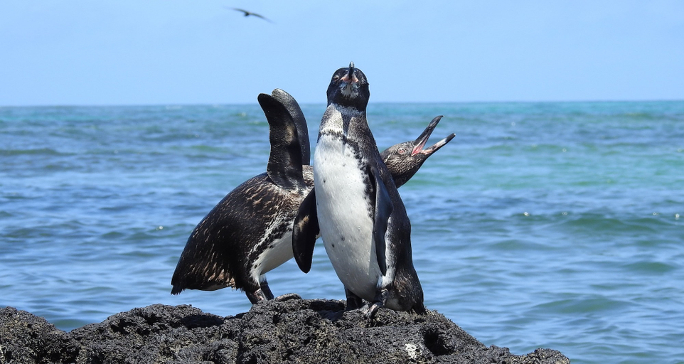 Others 5, Cormorant Beach House, Isabela