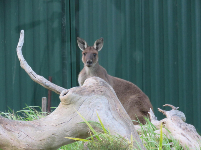 Others 5, Lush Pastures, Yankalilla