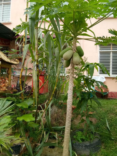 Exterior & Views 5, Genting Bukit Tinggi Homestay, Bentong