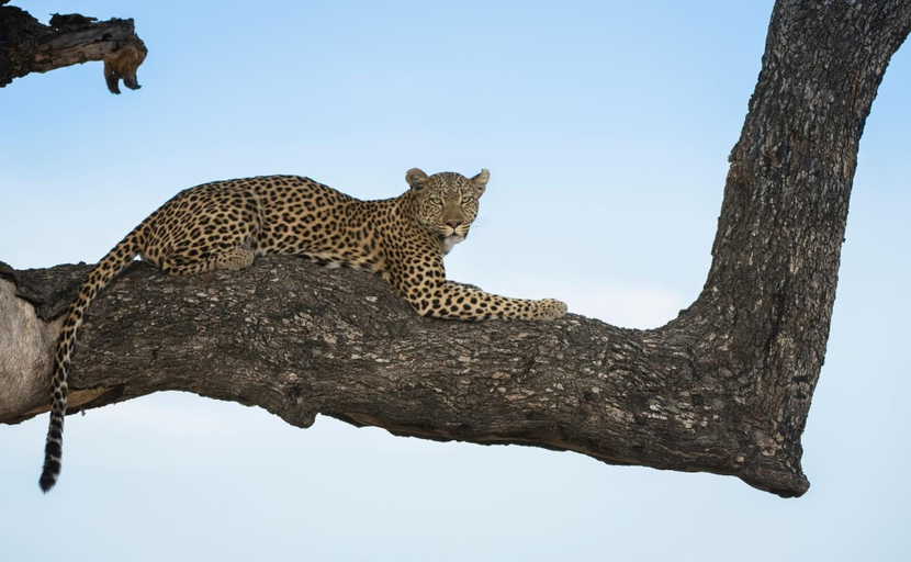 Others 5, Leopard Plains, Ngamiland East