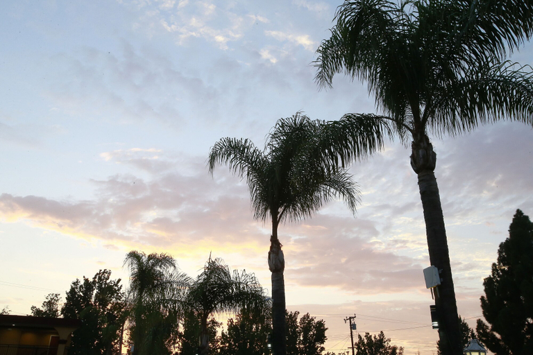Others 4, Sky Palm Motel, Orange