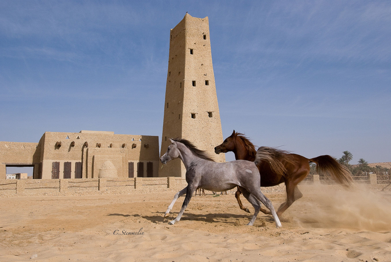 Exterior & Views 2, Taziry Ecolodge & Sustainable Village, Siwa