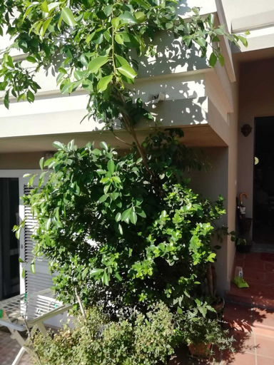 Exterior & Views 2, B&B Filomena , Oristano