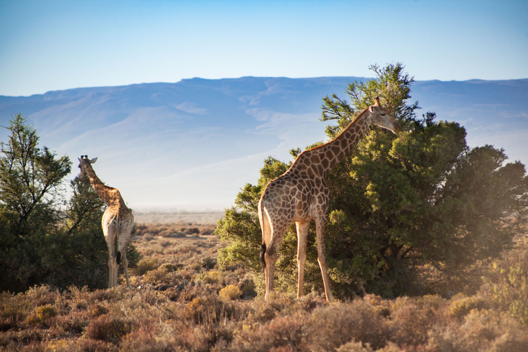 Others 5, Kuganha Luxury Tented Camp, Cape Winelands