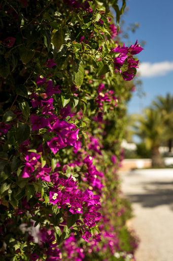 Exterior & Views 2, Boutique Hotel Ibizazen, Baleares