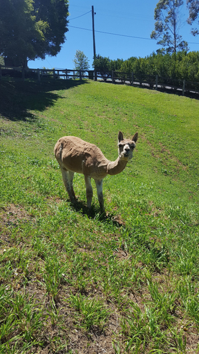 Others 5, Blue Summit Cottages, Caloundra - Hinterland
