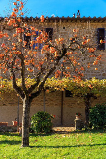 Exterior & Views 2, Fattoria Santo Stefano - Agriturismo, Florence