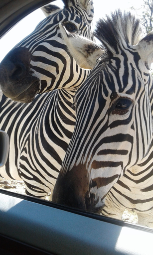 Others 1, Warthogs Safari Camp, Kariba