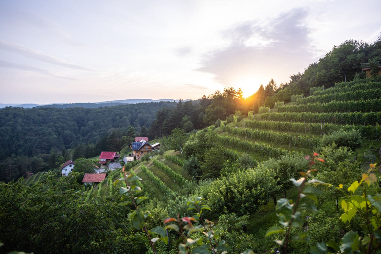 Others 4, Vineyard cottage Sonce, Litija