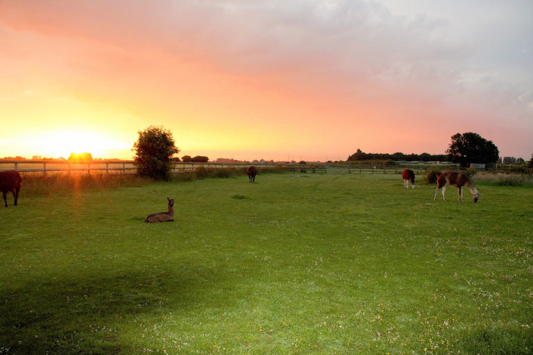 Others 1, Glamping With Llamas, Cambridgeshire