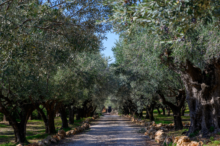 Others 5, The Olive Retreat Villa Pool Treehouse Sleeps 10, Peloponnese
