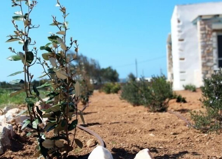 Others 4, Nakos Homes, South Aegean