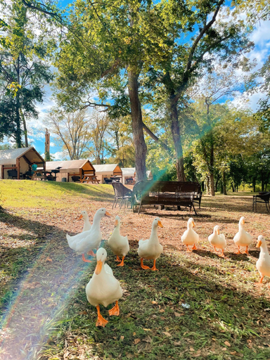 Others 1, Son's Blue River Camp Glamping Cabin U, Caldwell