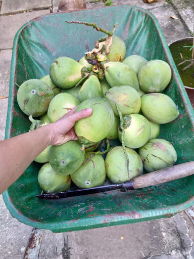 Food & Drinks 5, Coco Happy Farm, Giồng Trôm