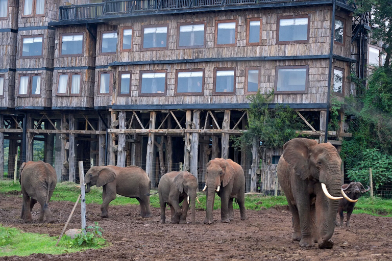 Others 5, Treetops, Kieni
