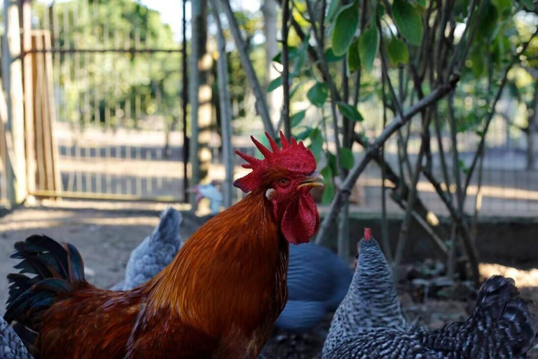 Others 5, Rancho Litoral, Armação dos Búzios