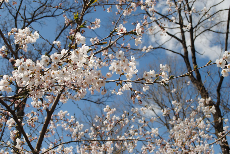Others 5, Sekaiisannokakureyado Kajitsunomori, Ichinoseki