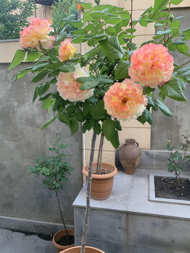 Others 4, 3 room apartment on Baghramyan, Yerevan