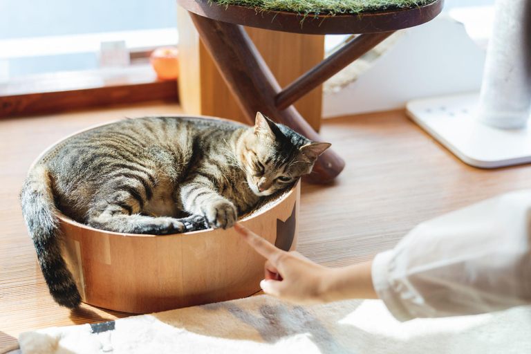 Food & Drinks 5, Cat Spa & Cat Ryokan by Neco Republic Osaka, Osaka