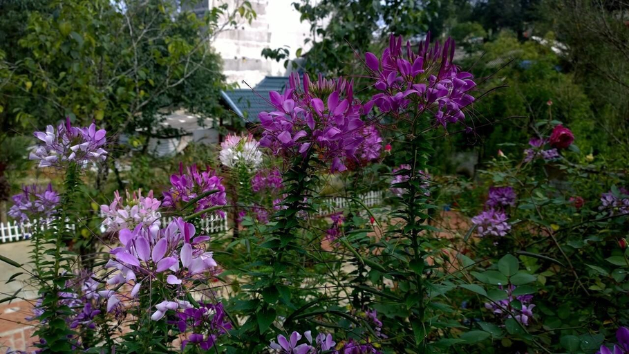 Others 5, Sapa Garden Resort, Sa Pa
