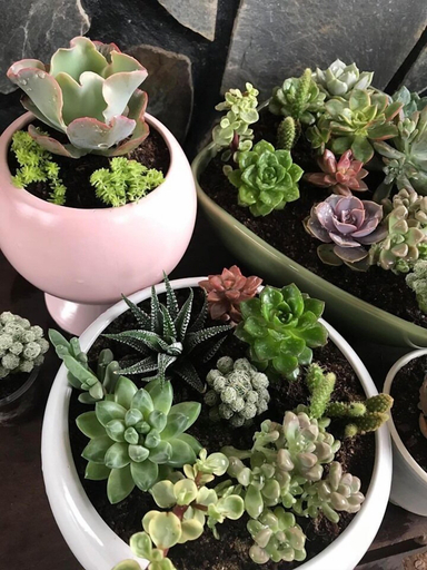 Food & Drinks, Sen Da Villa - Succulent Villa, Đà Lạt