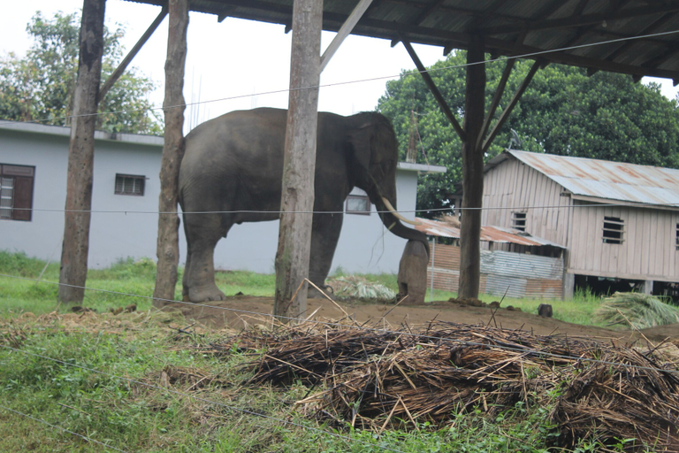 Others 5, Nature Safari By Hotel The Canopy, Narayani