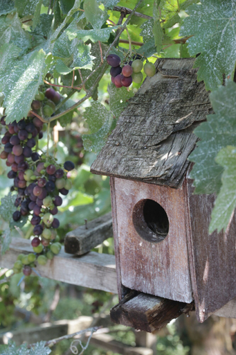 Others 5, Guest House Caucasus, Tkibuli