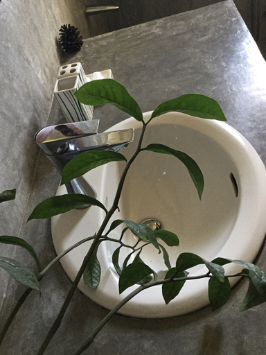 Bathroom 5, Hanthana House, K.F.G. & G. Korale