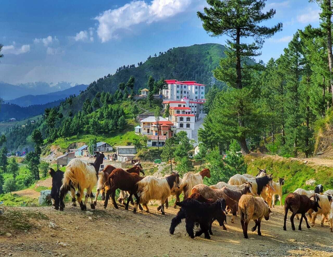 Others 4, Green Hilton Hotel Shangla, Malakand