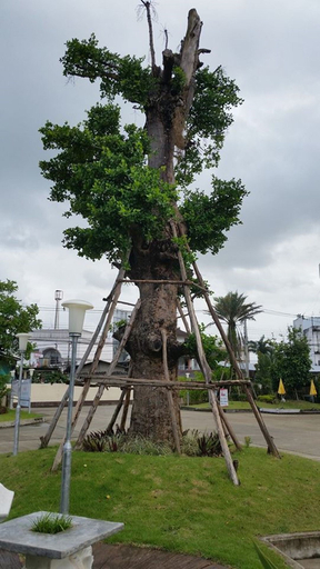 Others 4, Park Inn Chiangrai, Muang Chiang Rai